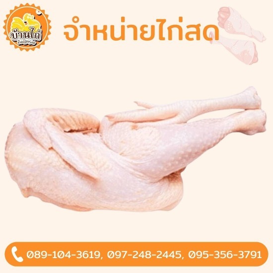 โรงงานเนื้อไก่ ราคาส่ง - ขายส่งไก่  - บ้านไก่บึงคำพร้อย