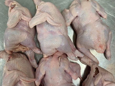ขายไก่สดเป็นตัว