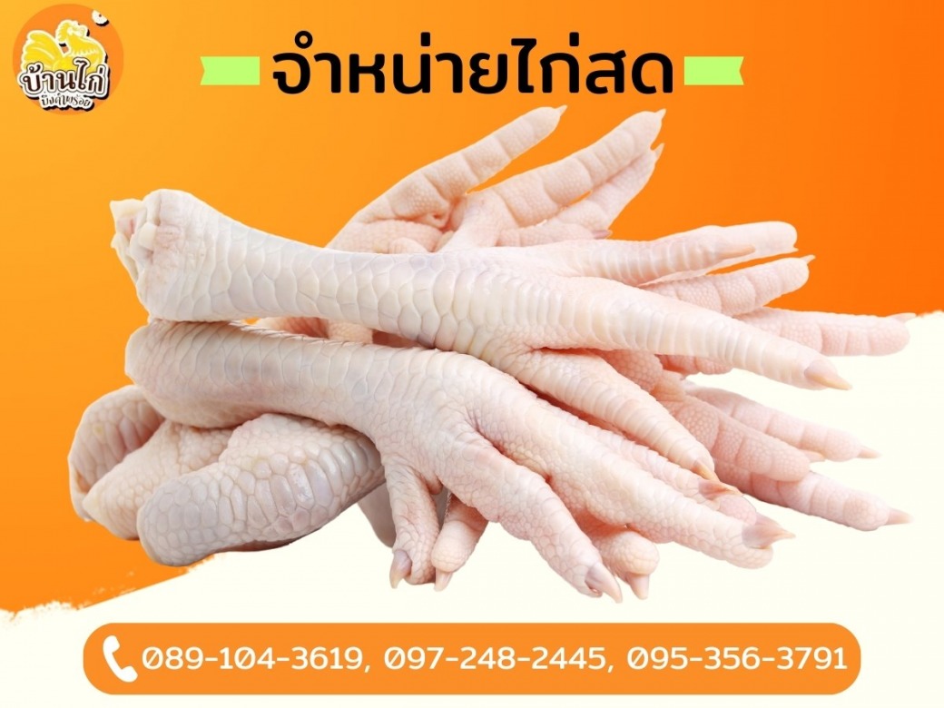 ขายส่งชิ้นส่วนเนื้อไก่ ราคาไม่แพง ขายส่งชิ้นส่วนเนื้อไก่ ราคาไม่แพง