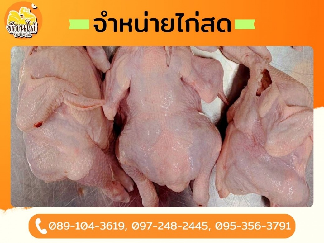 ขายไก่สดเป็นตัว ราคาส่ง_0